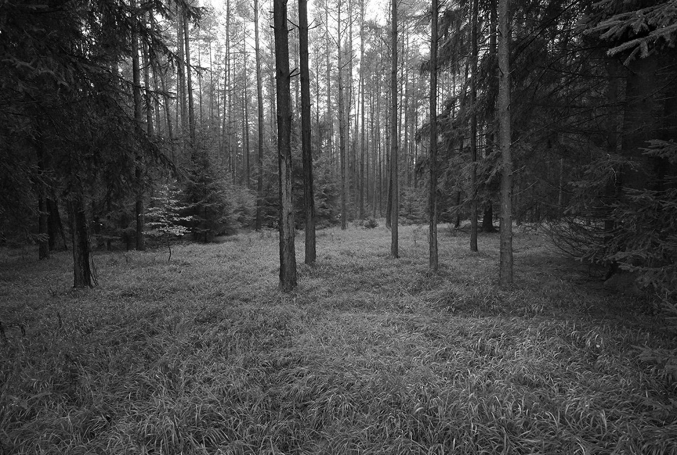 DSC01142_B1sw-Wald